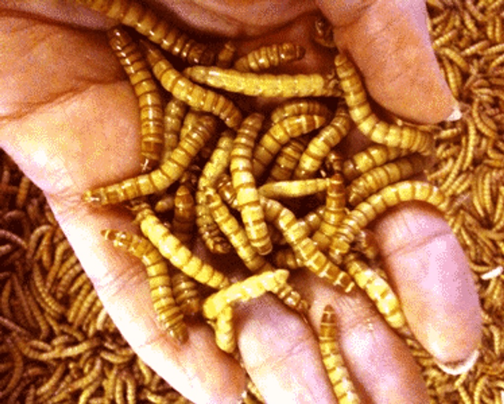 Magic Mealworms: Pizzazz for Your Pet’s Palate